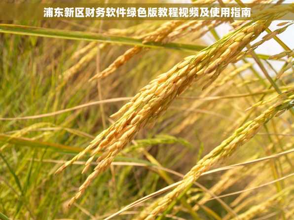 浦东新区财务软件绿色版教程视频及使用指南