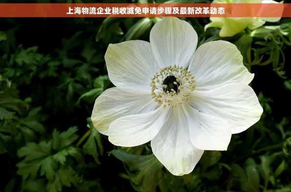 上海物流企业税收减免申请步骤及最新改革动态