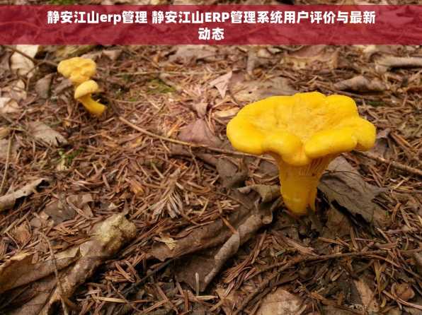 静安江山erp管理 静安江山ERP管理系统用户评价与最新动态