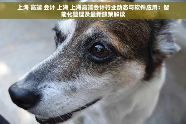 上海 高端 会计 上海 上海高端会计行业动态与软件应用：智能化管理及最新政策解读