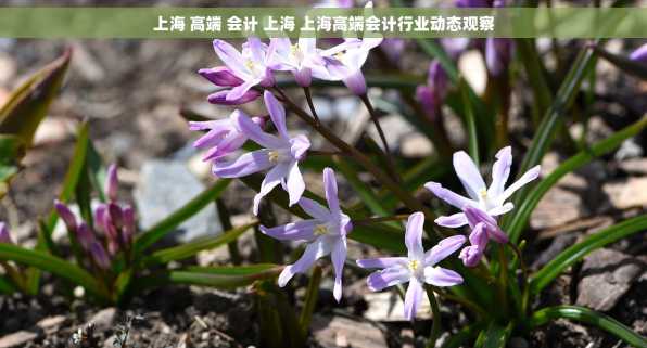 上海 高端 会计 上海 上海高端会计行业动态观察