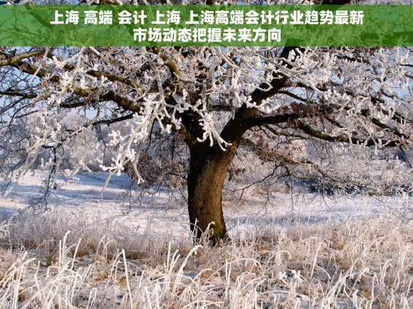 上海 高端 会计 上海 上海高端会计行业趋势最新市场动态把握未来方向