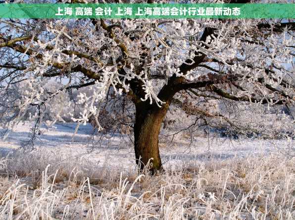 上海 高端 会计 上海 上海高端会计行业最新动态
