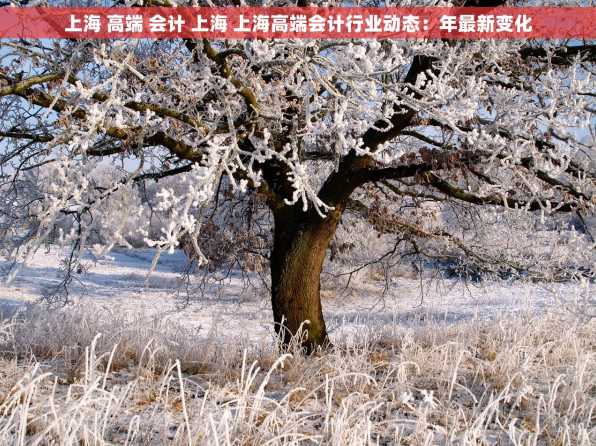 上海 高端 会计 上海 上海高端会计行业动态：年最新变化