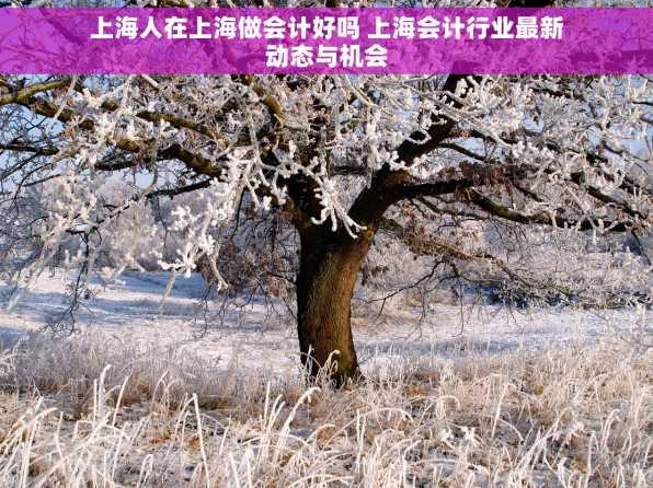 上海人在上海做会计好吗 上海会计行业最新动态与机会