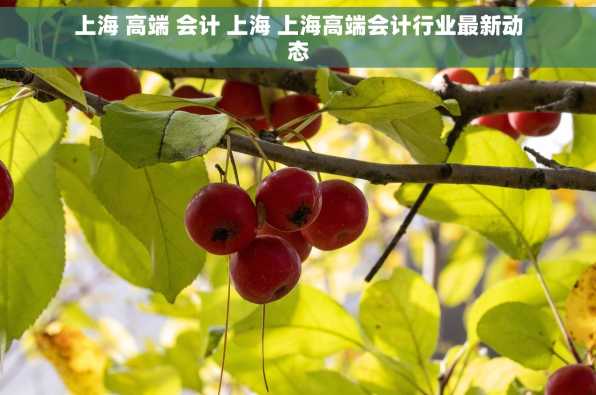 上海 高端 会计 上海 上海高端会计行业最新动态