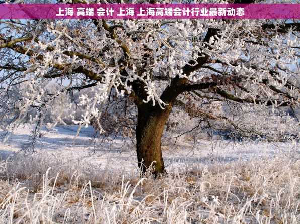 上海 高端 会计 上海 上海高端会计行业最新动态