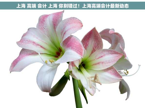 上海 高端 会计 上海 你别错过！上海高端会计最新动态