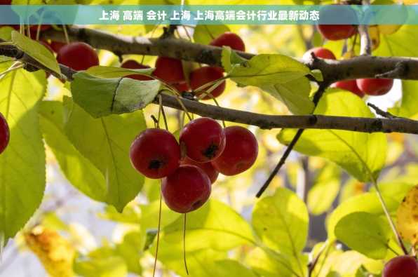 上海 高端 会计 上海 上海高端会计行业最新动态