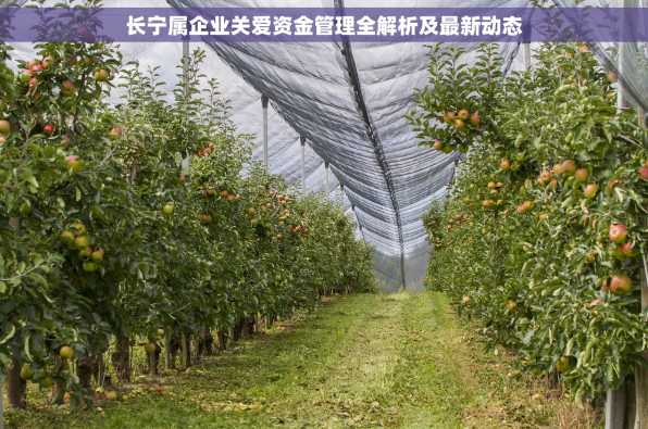 长宁属企业关爱资金管理全解析及最新动态