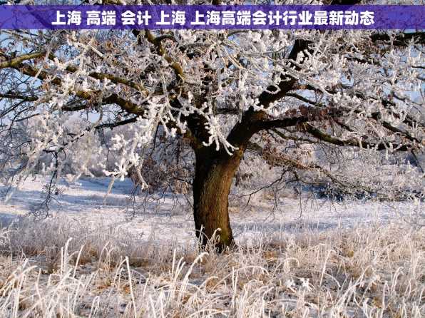 上海 高端 会计 上海 上海高端会计行业最新动态