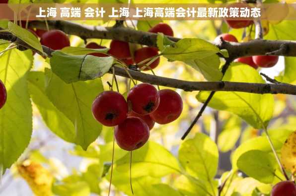 上海 高端 会计 上海 上海高端会计最新政策动态