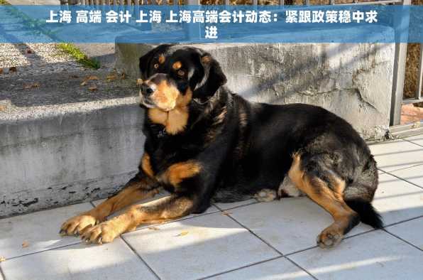 上海 高端 会计 上海 上海高端会计动态：紧跟政策稳中求进