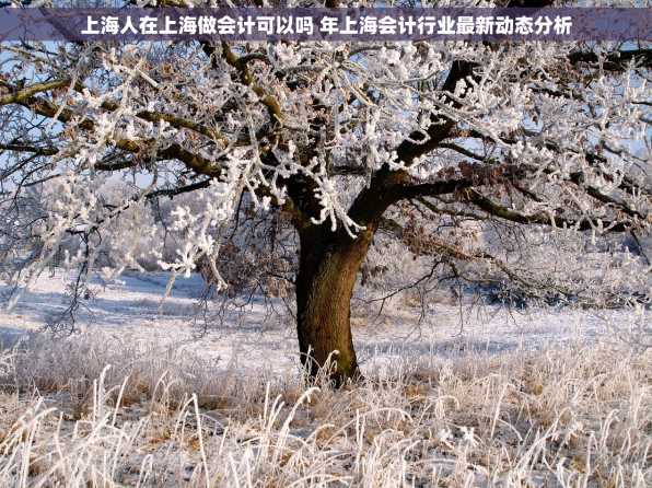 上海人在上海做会计可以吗 年上海会计行业最新动态分析